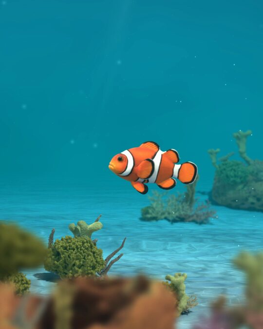 A full-grown clownfish over the reef