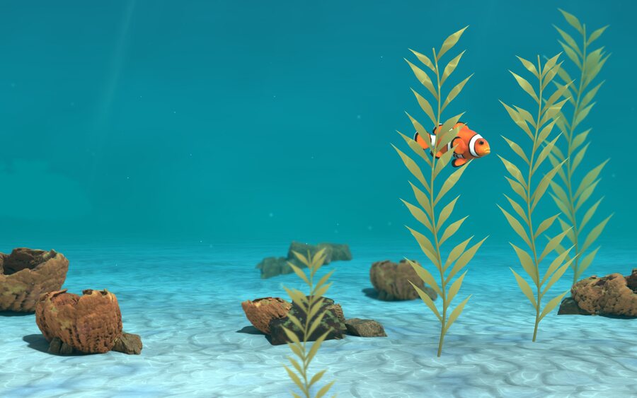 The clownfish swimming through a kelp forest
