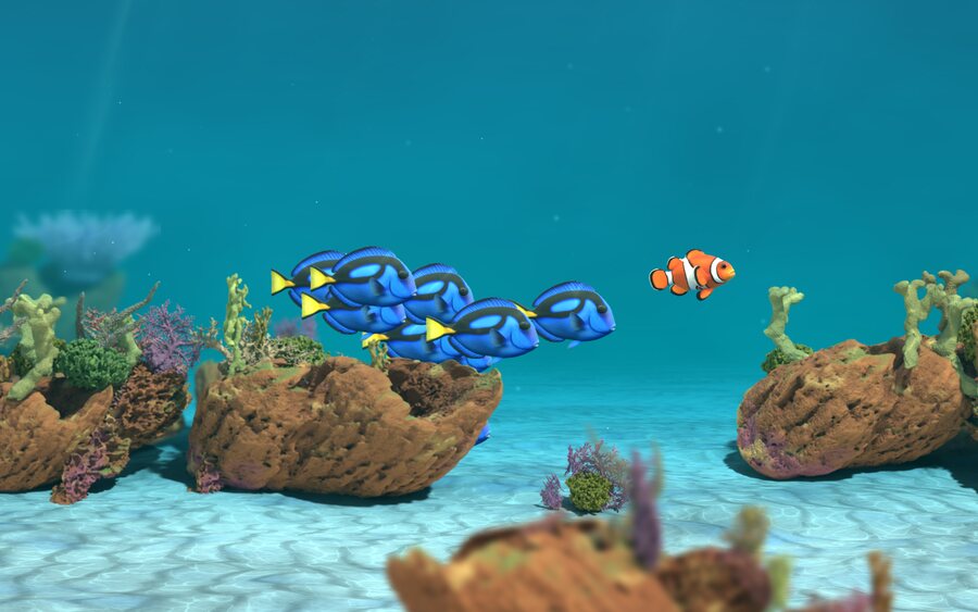 A school of blue tangs passing the clownfish